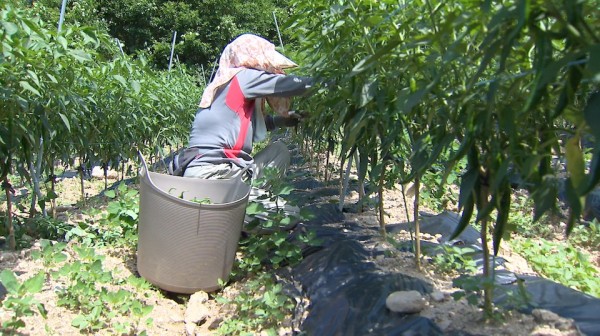 삼척시필리핀도시와업무협약이국인근로자파견추진.jpg