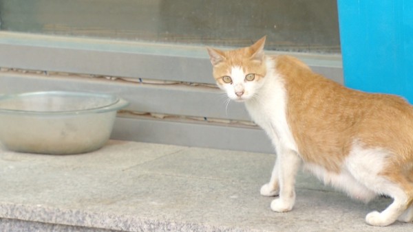 길고양이_개체_수_조절_위해_중성화_사업_실시.jpg