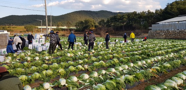 가을배추.jpg