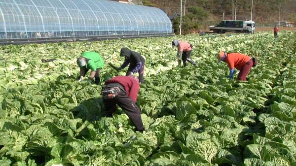 고랭지배추추석에적기공급강릉태백평창인력지원.jpg