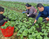 고성군 항당뇨·함암 효과 '곤달비' 생산기반 확대 추진