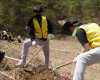 한샘, 삼척시에 쉬나무 밀원숲 1.5ha 조성