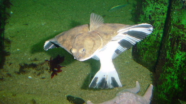 Platichthys_stellatus.jpg