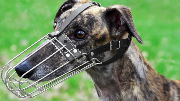 sighthound-muzzle.jpg